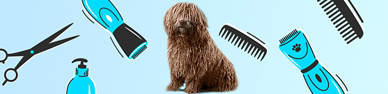 Jaką maszynkę do strzyżenia psów wybrać?